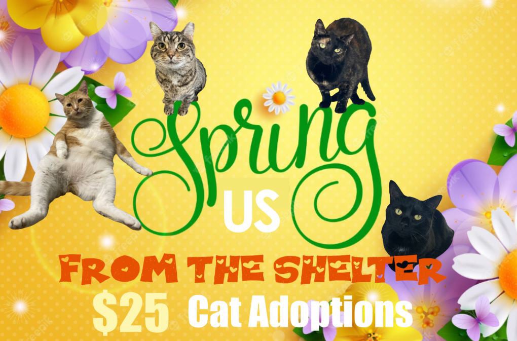 Spring us from the shelter