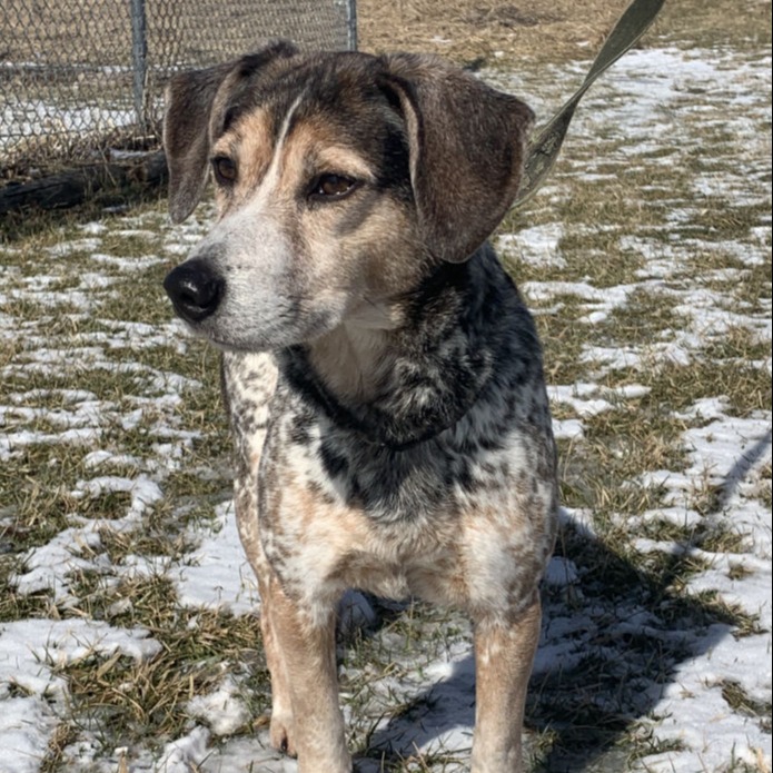 Benji Outside Shelter