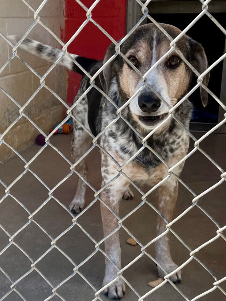 Benji in Kennel