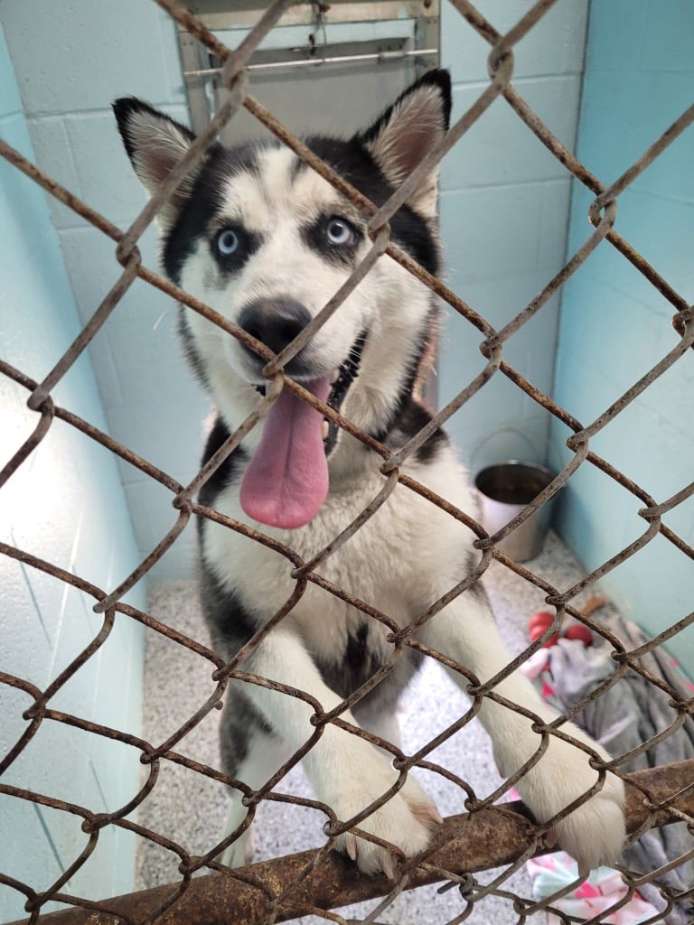 MISHA needs your support!
