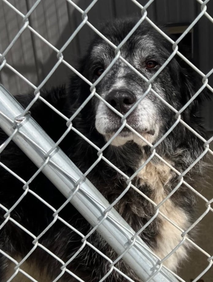 MOLLY Needs a Sponsor
