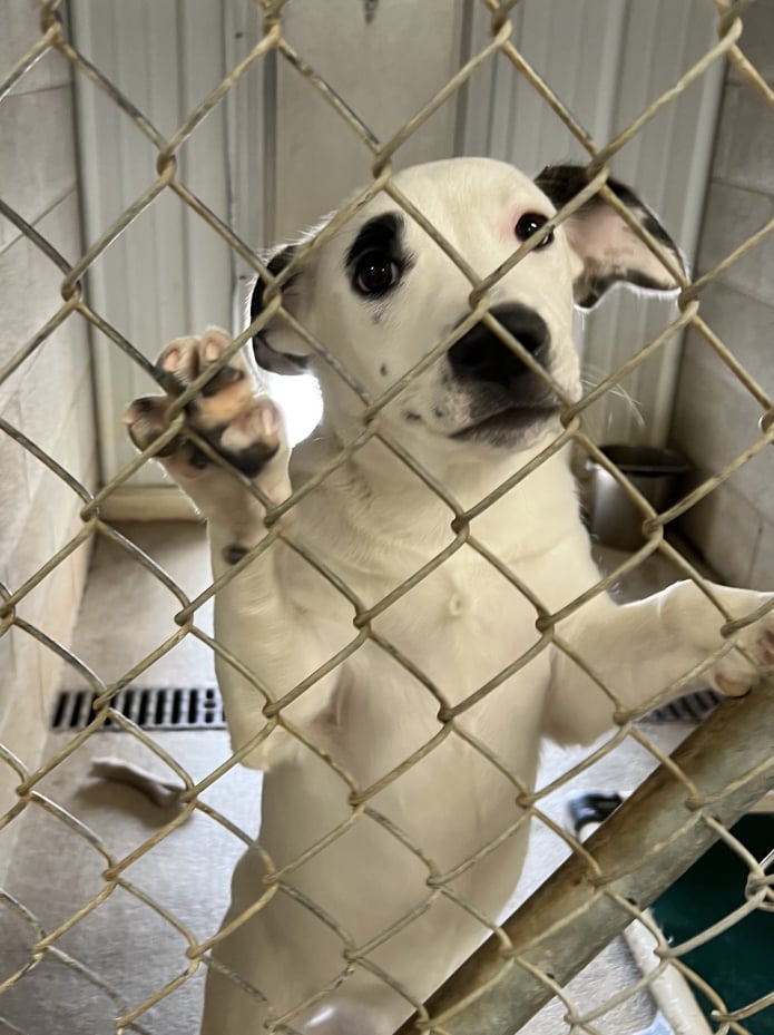 SPUNKY needs your sponsorship!