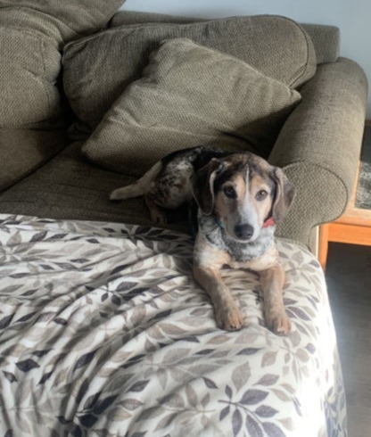 Benji Couch Potato