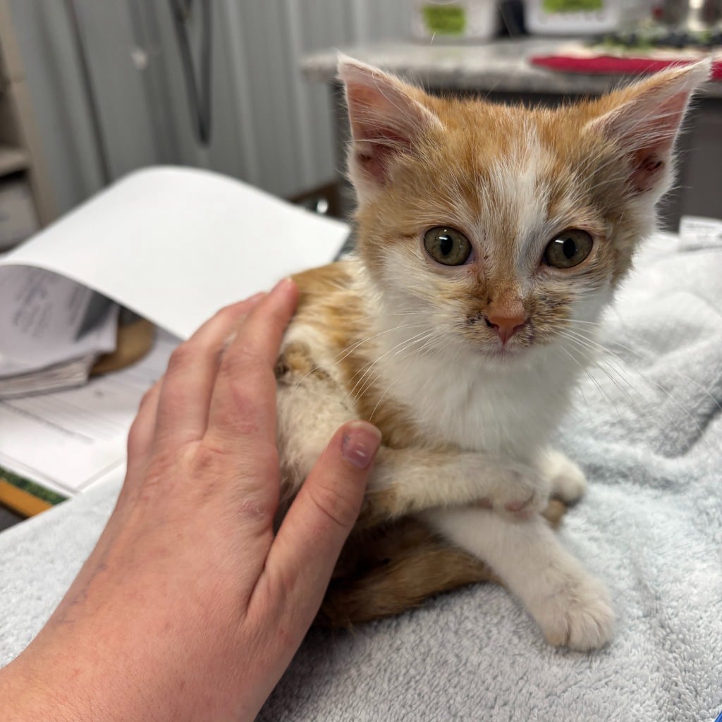 JINGLE needs your support!