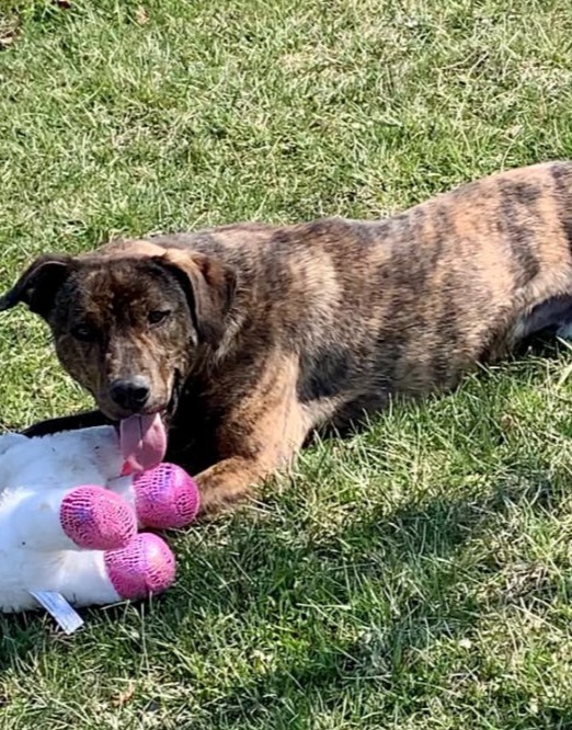 Percy with Toy